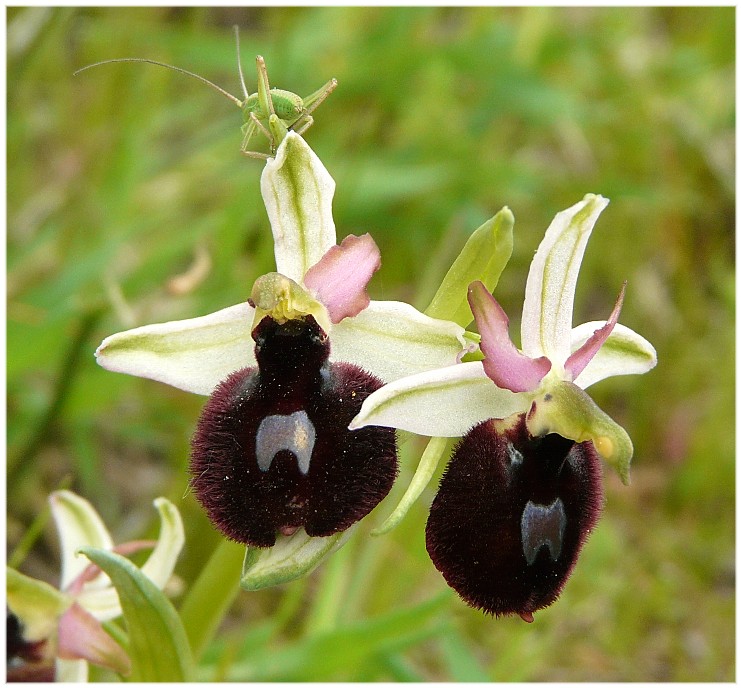 Ibrido Ophrys bertoloniiformis x O. incubacea